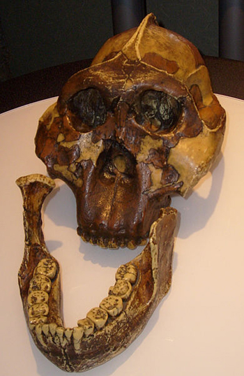 Replica of an Australopithecus boisei skull discovered by Mary Leakey in Olduvai Gorge, Tanzania, in 1959. Image via Wikimedia Commons