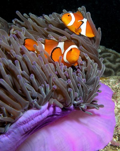 Purple anemone and anemonefish, also known as clownfish in East Timor. Image credit: Wikimedia Commons