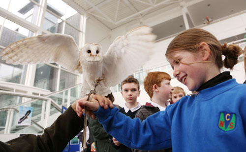 Lile Hensey pictured holding a barn owl, from "Eagles Flying" at the annual science fair at the Institute of Technology Sligo, yesterday