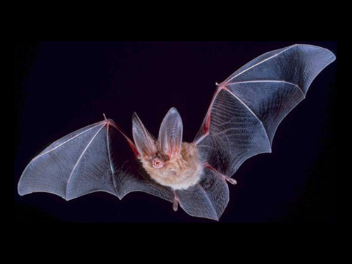 A Townsend's big-eared bat. Its average lifespan is 16 years, but bats may live up to 30 years. Such bats are not intrinsic to Ireland. Image credit: Wikimedia Commons