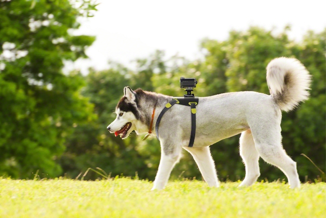 Sony Action Cam HDR-AS15 with the AKA-DM1 dog harness
