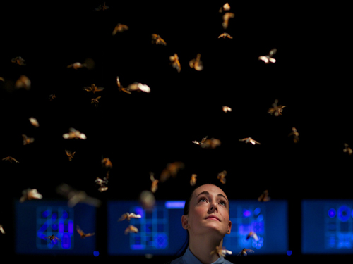 cience Gallery's Lucy Whitaker views the exhibit Magicicada, which explores the music of the cicada insect