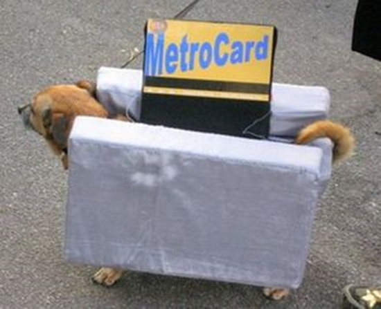 New York Metro Card dog costume