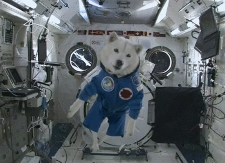 Gigglebit: a short lesson on animals in space - Innovation |   - Ireland's Technology News Service