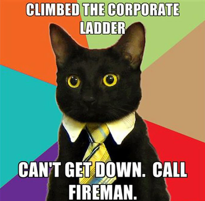 Business cat meme
