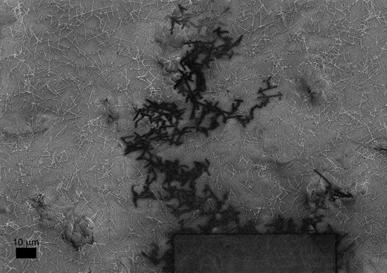 Image of a nanowire network. The electrical connectivity of such networks can be visualised using a scanning electron microscope in CRANN's Advanced Microscopy Lab