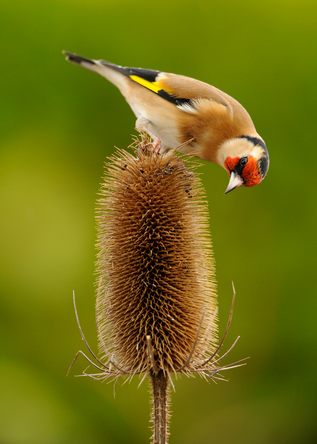 Goldfinch on a Thistle