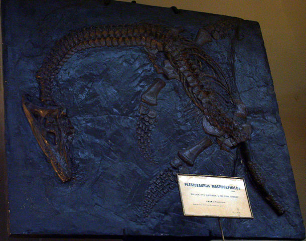 Cast of a 'Plesiosaurus' macrocephalus fossil discovered by Mary Anning (Muséum National d'Histoire Naturelle, Paris) 