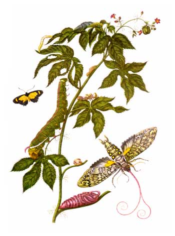  A plate taken from Merian's work Metamorphosis Insectorum Surinamensium. Image via Wikimedia Commons