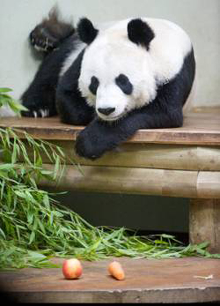  Female giant panda Tian Tian. Image credit: Rob McDougall