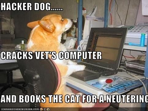Hacker dog meme