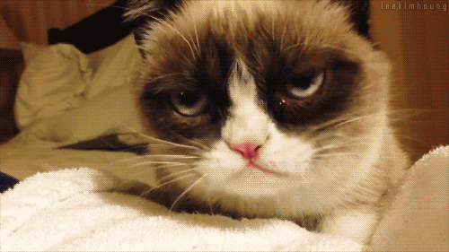 Grumpy Cat gif