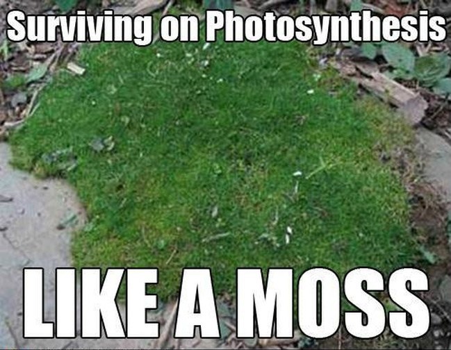 Biologist meme surviving on photosynthesis like a moss