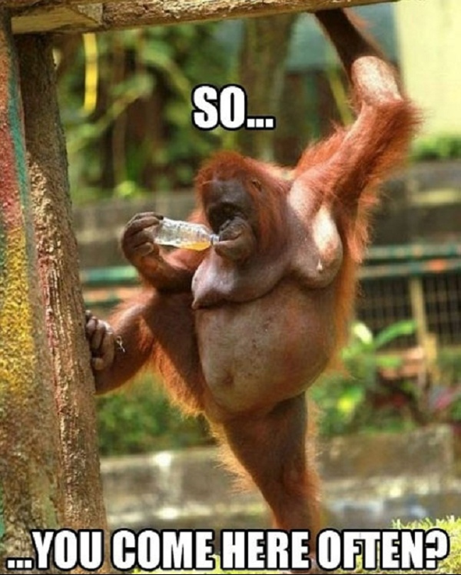 Come here often orangutan