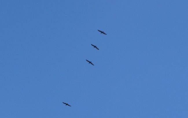 Northern bald ibis in flight