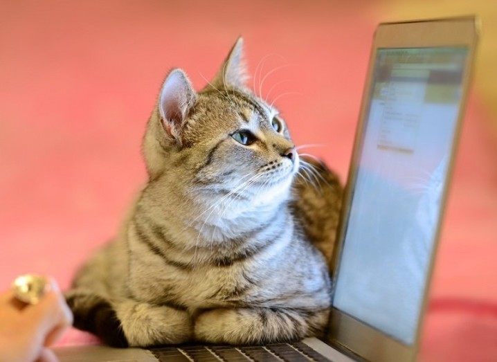 Cat on a laptop
