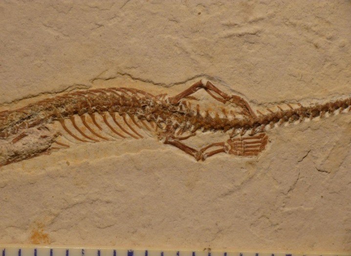 Four legged snake fossil