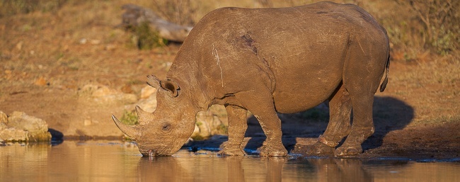 Ntombi, black rhino via R Prehn