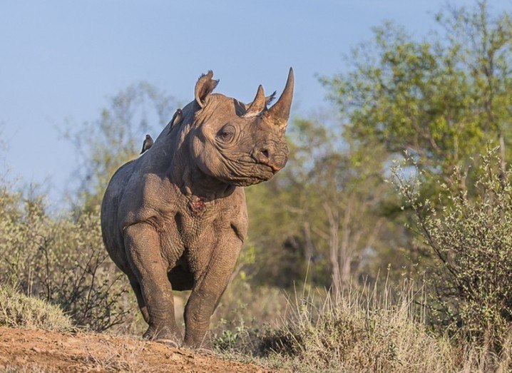 Ntombi, a black rhino, via R Prehn