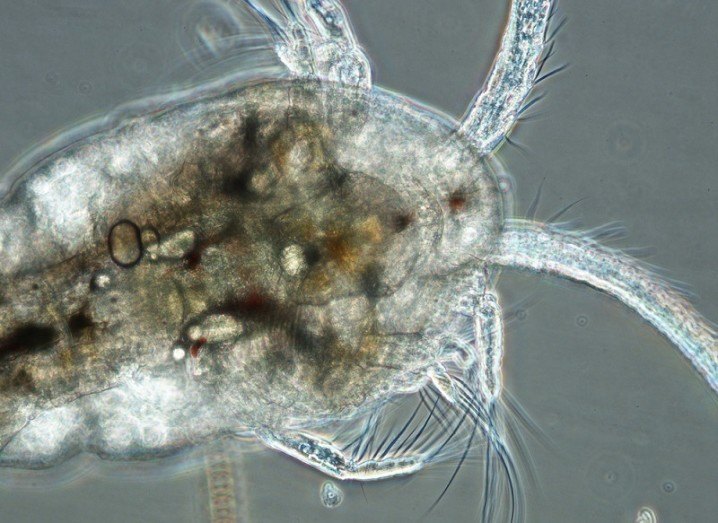 Plankton under microscope