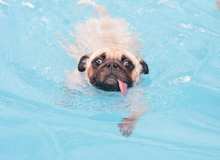 How to handle the heatwave: Pug in a pool