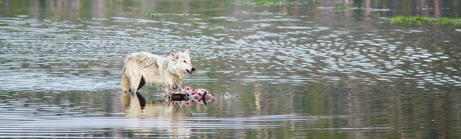 Yellowstone wolves