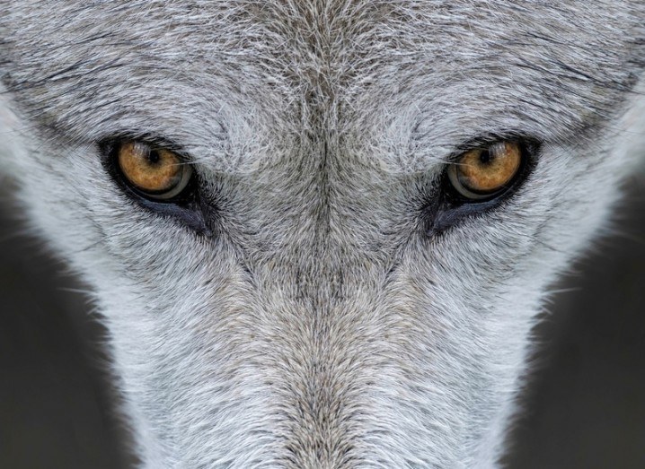 Wolf eyes | Yellowstone wolves