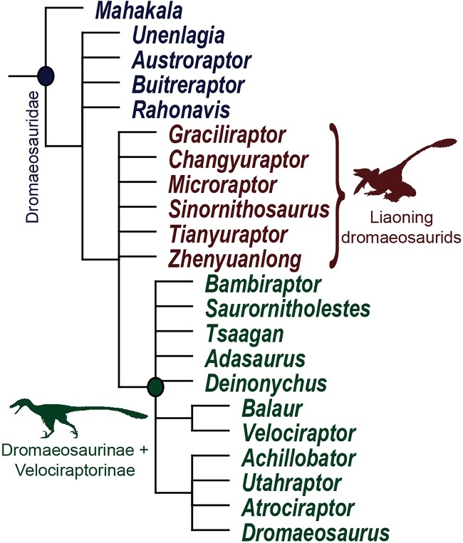 Zhenyuanlong-family-tree Dinosaurs
