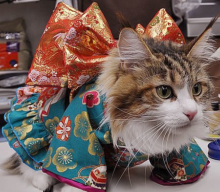 Cats in kimonos