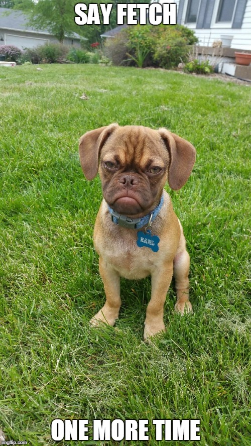 Earl the Grumpy Puppy