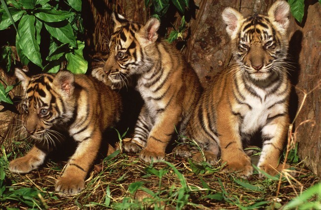 Tiger conservation in India