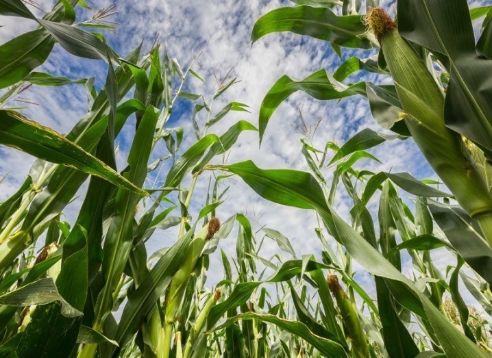 Scotland GM food ban crops