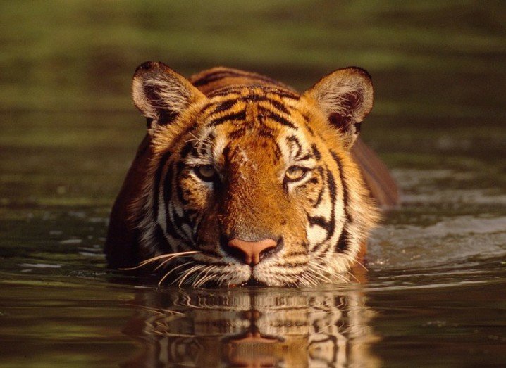 Tiger in a river - Tiger conservation