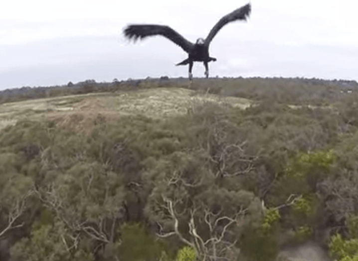 eagle-lands-drone