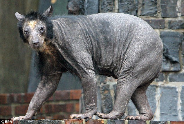Hairless bear and 4 other odd-looking nude animals