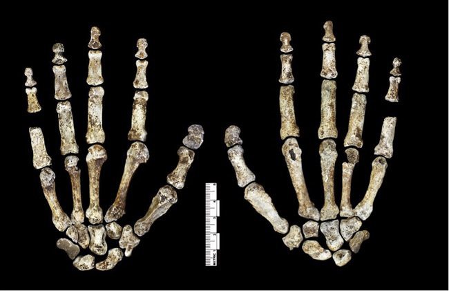Homo naledi hands