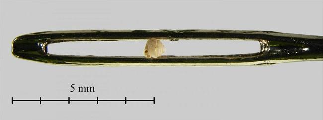 Snail in eye of a needle