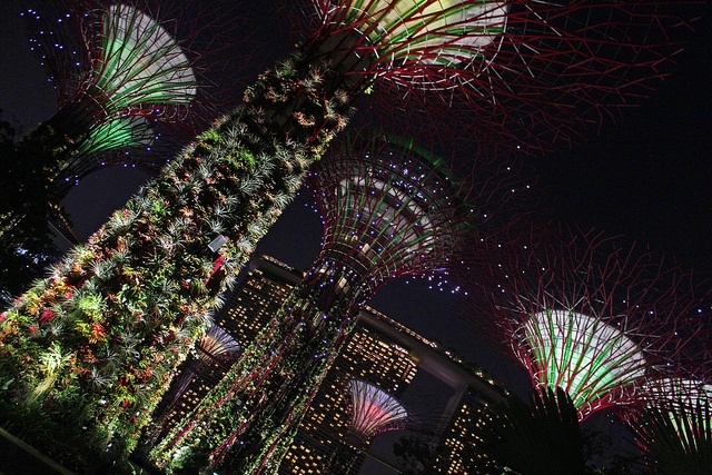 The 'supertrees' found in Singapore. Image via Phoebe/Flickr