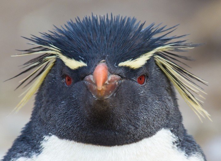 Animals eating plastic - Rock Hopper Penguin
