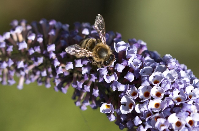 Bees bee populations