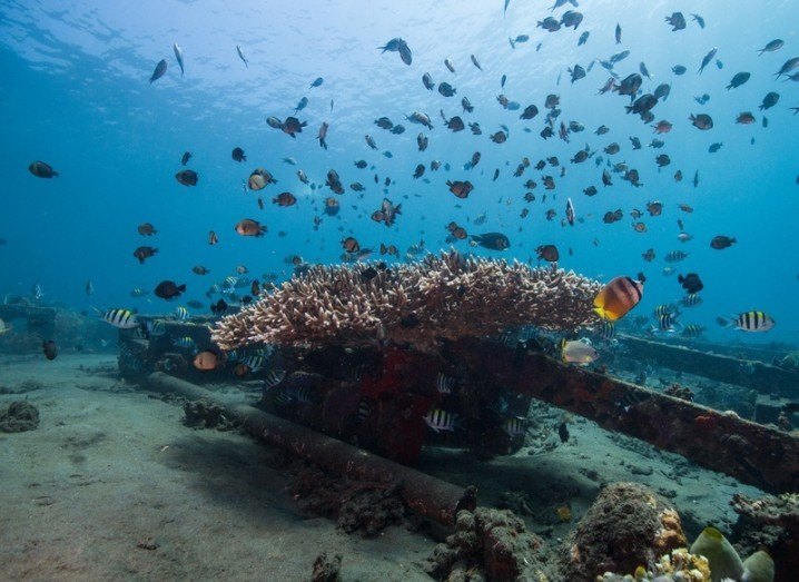 Overfishing coral