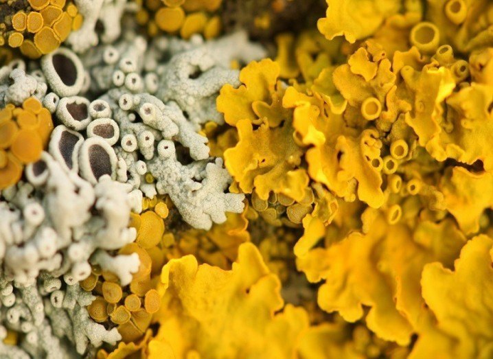 Anti-cancer drug orange lichens