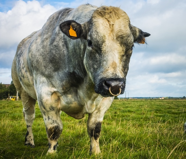 Belgian Blue cattle – CRISPR-Cas9 | Designer Dogs