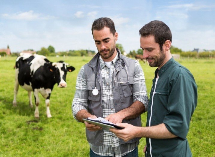 Agri-tech: vets consulting in a field, cow