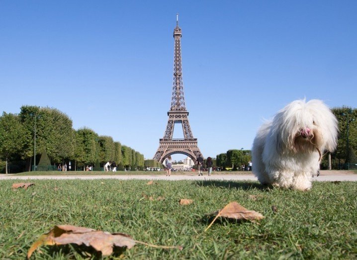 Paris Eiffell TOwer with a dog | Google Images