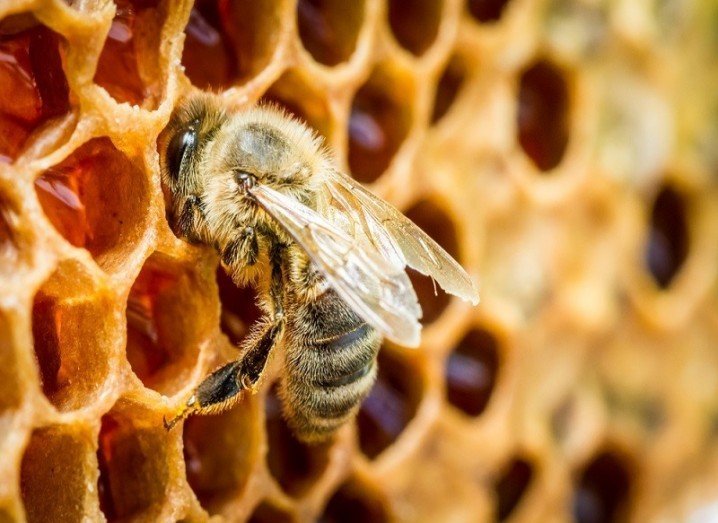 Bee die-off honeycomb