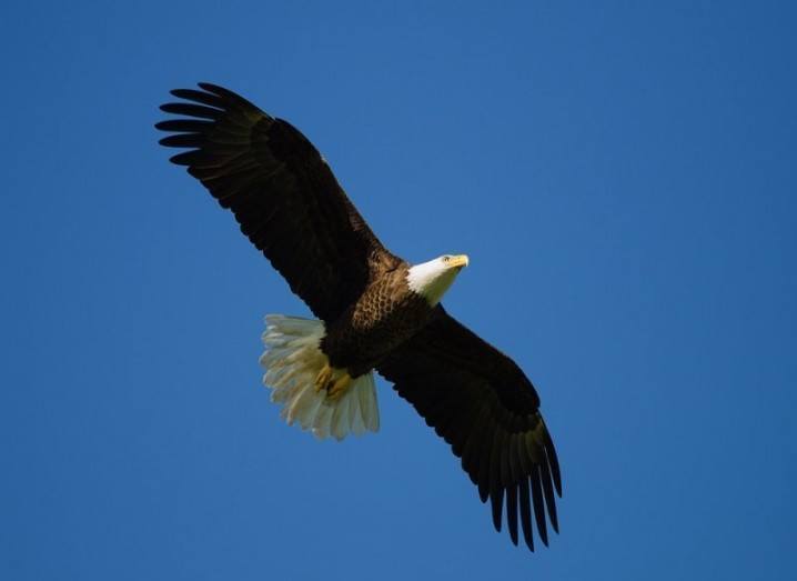 How birds navigate flying eagle