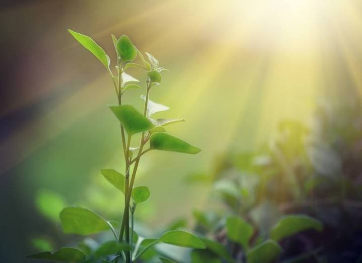 Photosynthesis replication: sun shining on plants