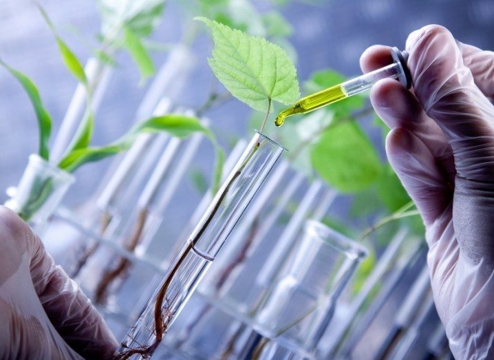 Biotechnology plants in test tubes