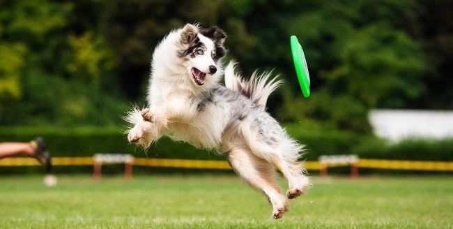 Dog frisbee | Artificial intelligence image recognition